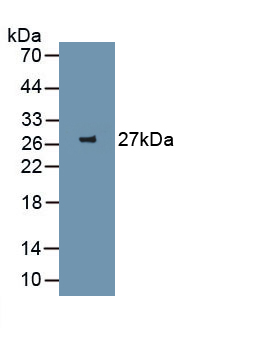 Green Fluorescent Protein (GFP) Pan-species (General) Monoclonal Antibody