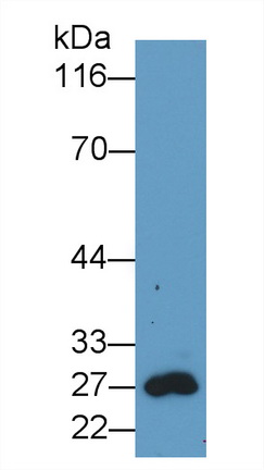 Green Fluorescent Protein (GFP) Pan-species (General) Monoclonal Antibody