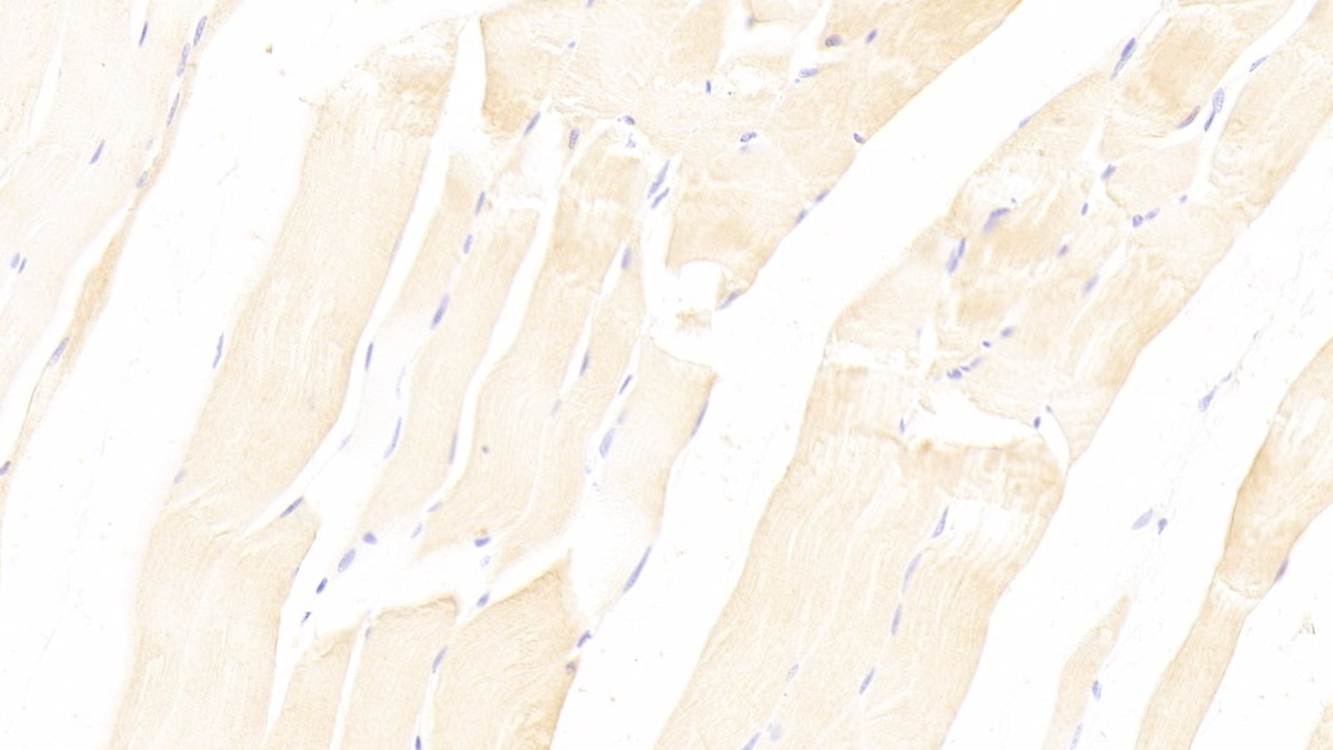 Neuropilin 2 (NRP2) Rat Monoclonal Antibody