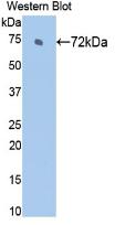 Heat Shock 70kDa Protein 2 (HSPA2) Rat Monoclonal Antibody