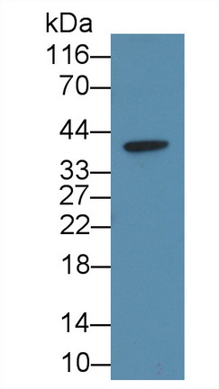 Carbonic Anhydrase IV (CA4) Rat Monoclonal Antibody