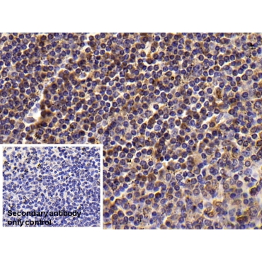 T-Cell Surface Glycoprotein CD3 Epsilon (CD3e) Human Monoclonal Antibody