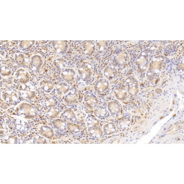 Ribonuclease A2 (RNASE2) Human Monoclonal Antibody