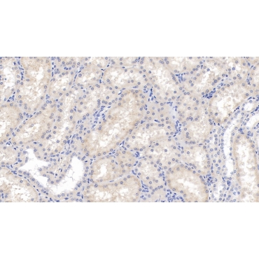 Ribonuclease A2 (RNASE2) Human Monoclonal Antibody