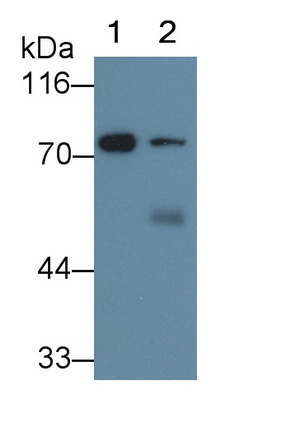 Cytochrome P450 Reductase (CPR) Rat Monoclonal Antibody