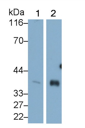 Heat Shock 70kDa Binding Protein 1 (HSPBP1) Rat Monoclonal Antibody