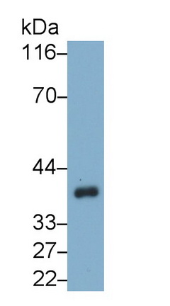 Heat Shock 70kDa Binding Protein 1 (HSPBP1) Rat Monoclonal Antibody