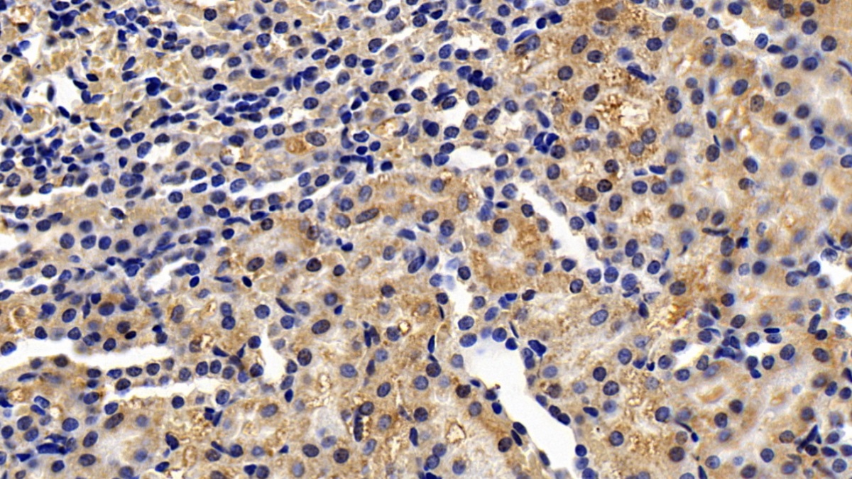 Heat Shock 70kDa Binding Protein 1 (HSPBP1) Rat Monoclonal Antibody