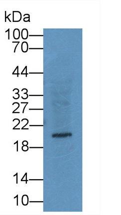 Relaxin 3 (RLN3) Rat Monoclonal Antibody