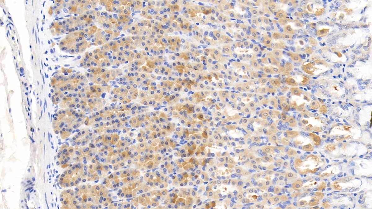 Relaxin 3 (RLN3) Rat Monoclonal Antibody