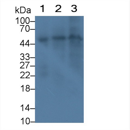 Folate Transporter (FOLT) Rat Monoclonal Antibody