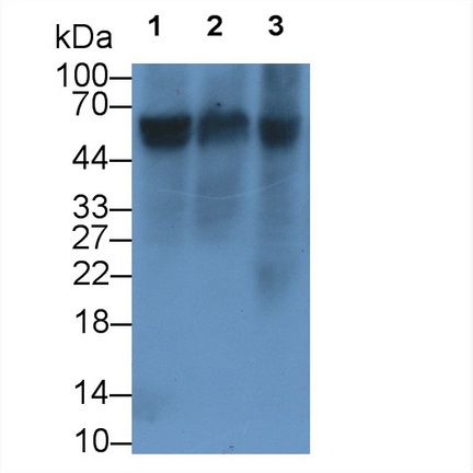 Folate Transporter (FOLT) Rat Monoclonal Antibody