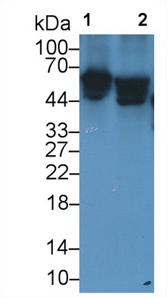 Folate Transporter (FOLT) Rat Monoclonal Antibody