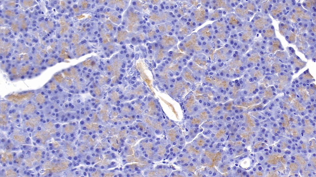 Glycoprotein 2, Zymogen Granule Membrane (GP2) Rat Monoclonal Antibody
