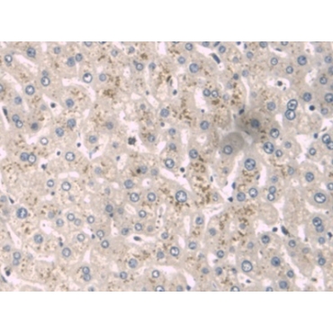 Alpha-1-B-Glycoprotein (a1BG) Human Monoclonal Antibody