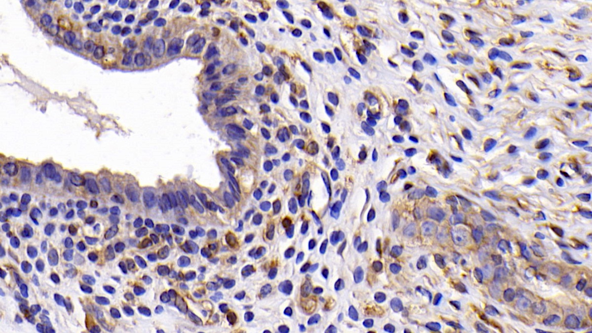 B-Cell CLL/Lymphoma 2 Like Protein (Bcl2L) Rat Monoclonal Antibody
