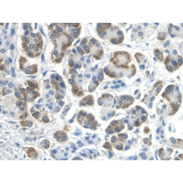 Regenerating Islet Derived Protein 3 Gamma (REG3g) Human Monoclonal Antibody