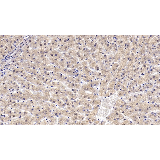 Karyopherin Alpha 2 (KPNa2) Human Monoclonal Antibody