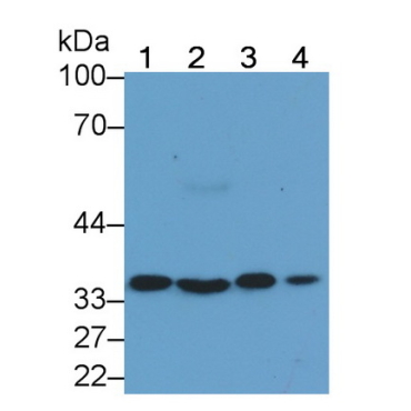Annexin A4 (ANXA4) Human Monoclonal Antibody