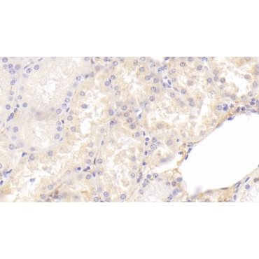 Annexin A4 (ANXA4) Human Monoclonal Antibody