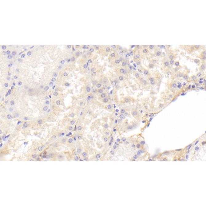 Annexin A4 (ANXA4) Human Monoclonal Antibody
