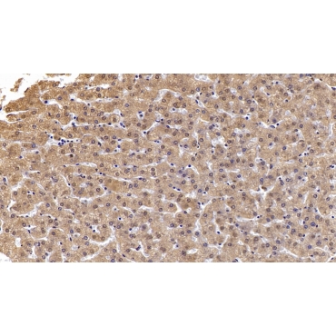 Annexin A3 (ANXA3) Human Monoclonal Antibody
