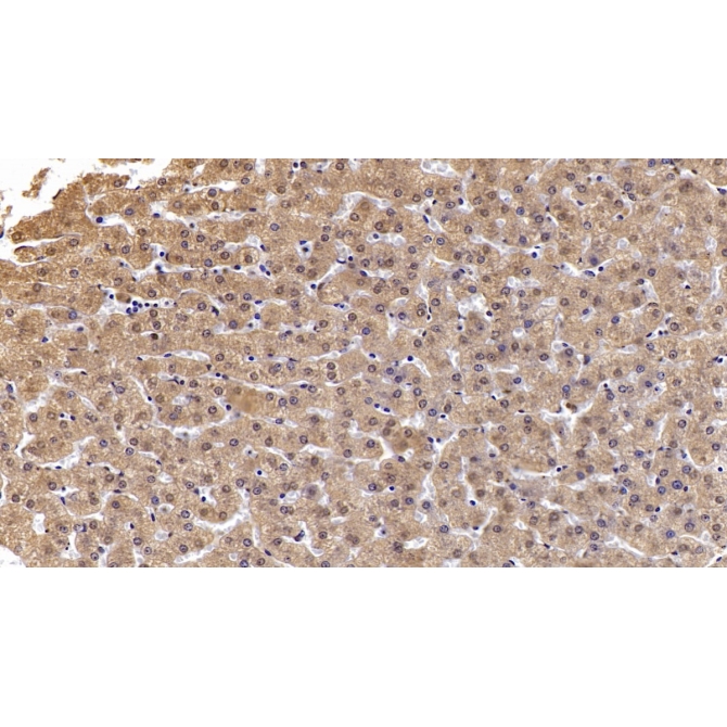 Annexin A3 (ANXA3) Human Monoclonal Antibody
