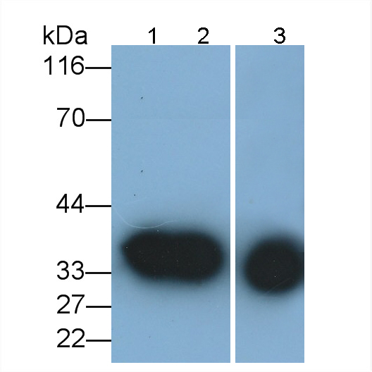 Annexin A1 (ANXA1) Human Monoclonal Antibody