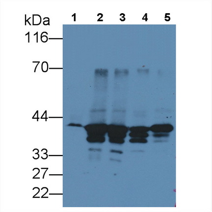 Annexin A1 (ANXA1) Rat Monoclonal Antibody