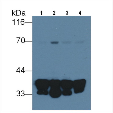 Annexin A1 (ANXA1) Rat Monoclonal Antibody