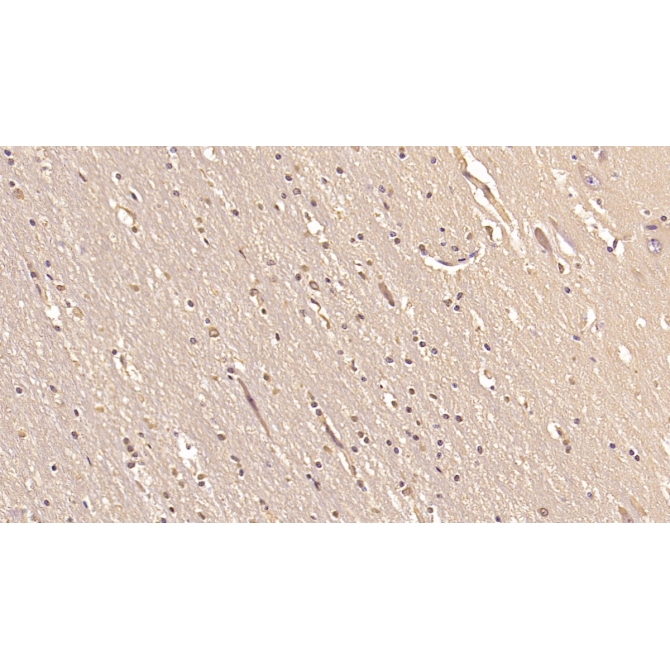 Glutamate Receptor, Ionotropic, AMPA 2 (GRIA2) Human Monoclonal Antibody