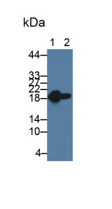 Heat Shock Protein Beta 6 (HSPb6) Rat Monoclonal Antibody