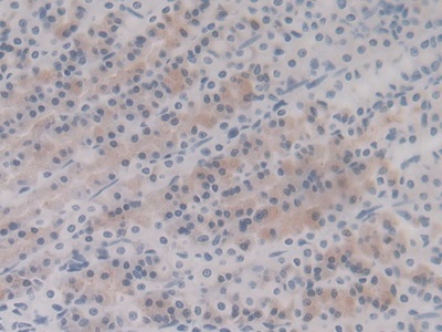 Heat Shock Protein Beta 6 (HSPb6) Rat Monoclonal Antibody