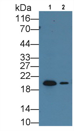 Heat Shock Protein Beta 6 (HSPb6) Rat Monoclonal Antibody