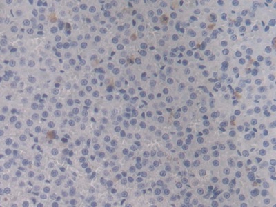 Heat Shock Protein Beta 6 (HSPb6) Rat Monoclonal Antibody