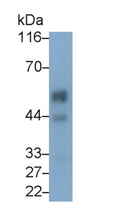 Kisspeptin Receptor (KISS1R) Rat Monoclonal Antibody