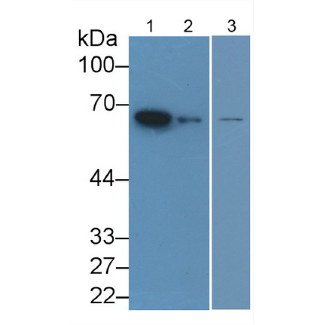 Lamin B1 (LMNB1) Human Monoclonal Antibody