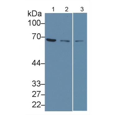 Lamin B1 (LMNB1) Human Monoclonal Antibody