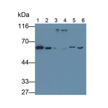 Lamin B1 (LMNB1) Human Monoclonal Antibody