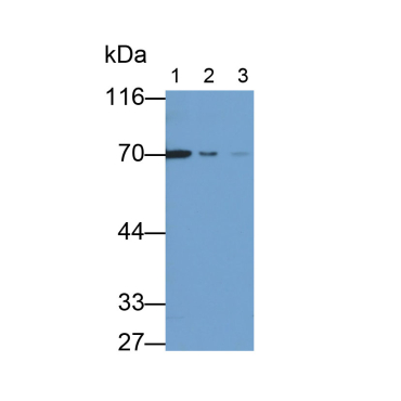 Lamin B1 (LMNB1) Human Monoclonal Antibody