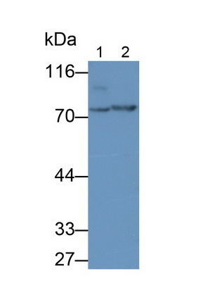 Phosphodiesterase 4B, cAMP Specific (PDE4B) Rat Monoclonal Antibody