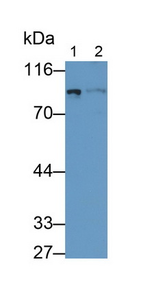 Phosphodiesterase 4B, cAMP Specific (PDE4B) Rat Monoclonal Antibody