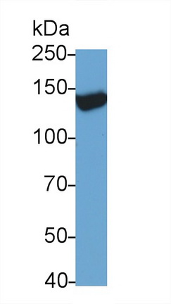 Transient Receptor Potential Cation Channel Subfamily M, Member 4 (TRPM4) Rat Monoclonal Antibody