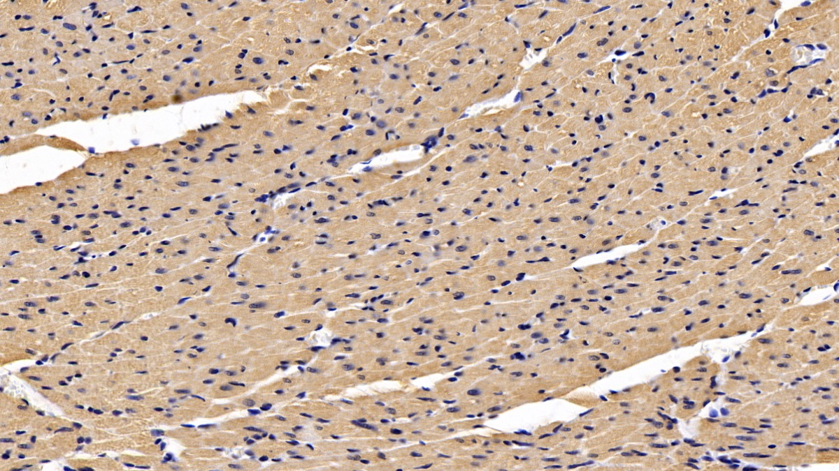 Secreted Frizzled Related Protein 1 (SFRP1) Rat Monoclonal Antibody