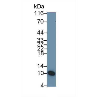 Statherin (STATH) Human Monoclonal Antibody