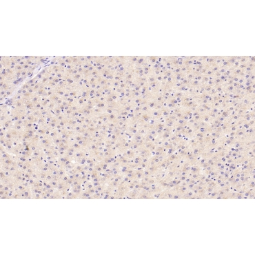 Cerebral Dopamine Neurotrophic Factor (CDNF) Human Monoclonal Antibody