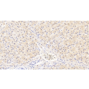 Cerebral Dopamine Neurotrophic Factor (CDNF) Human Monoclonal Antibody