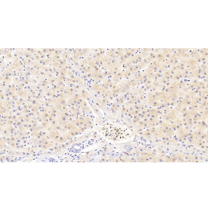 Cerebral Dopamine Neurotrophic Factor (CDNF) Human Monoclonal Antibody