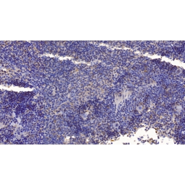 Cerebral Dopamine Neurotrophic Factor (CDNF) Mouse Monoclonal Antibody