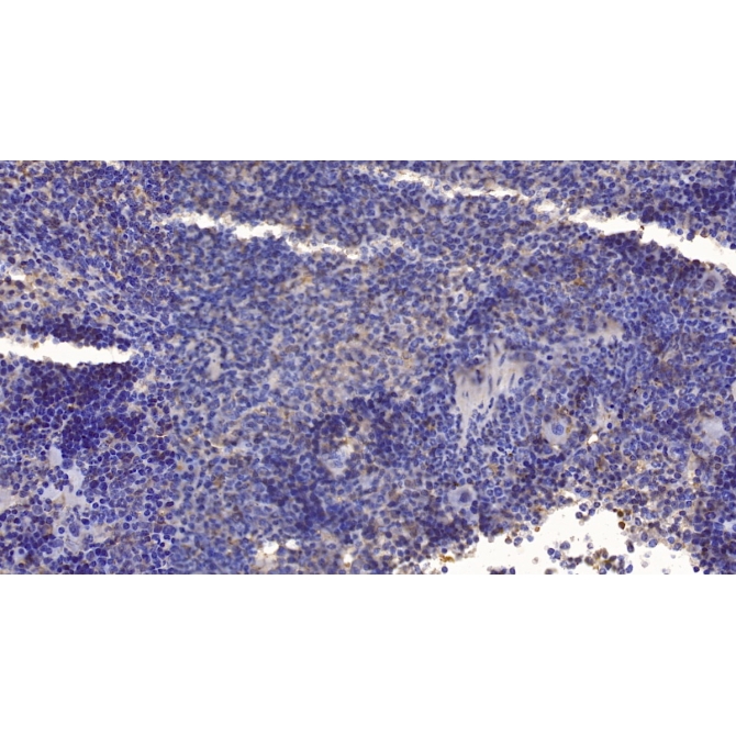 Cerebral Dopamine Neurotrophic Factor (CDNF) Mouse Monoclonal Antibody